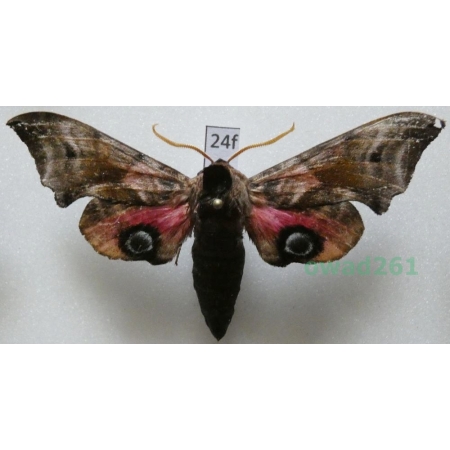 Smerinthus ocellata (Linnaeus, 1758) Poland24f